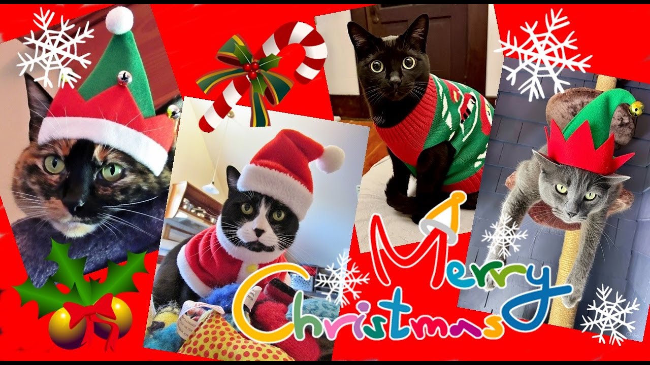 It's Christmas 2025 With The Kits Cats!