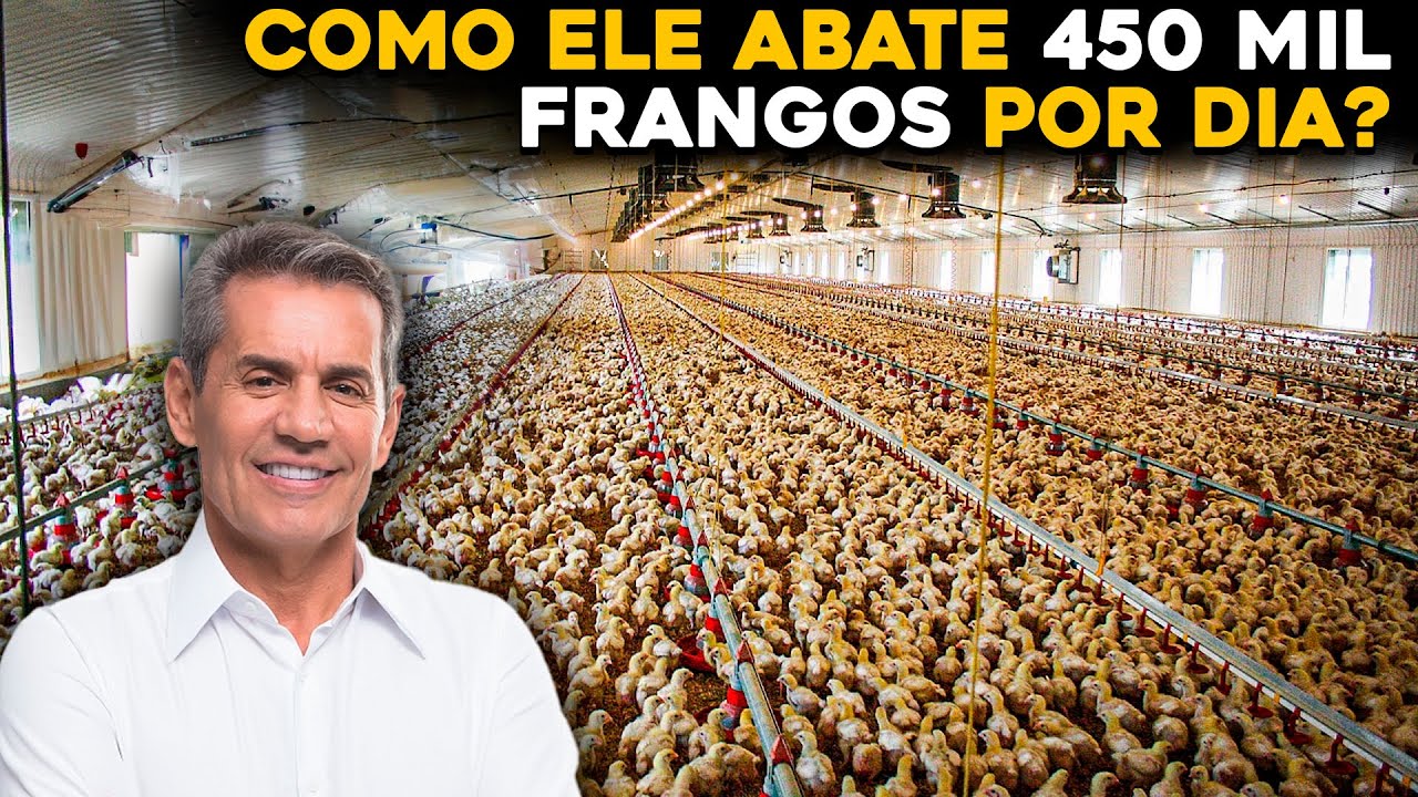 REI DO FRANGO - A MAIOR GRANJA DE FRANGOS DO BRASIL!