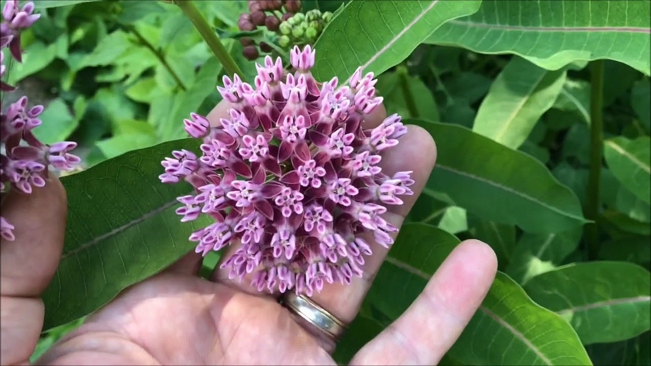 Purple Milkweed, could it be the most sought after of all Milkweeds?