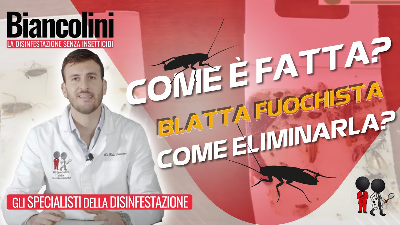 🪳​​⚠️​Blatta fuochista: come è fatta e come eliminarla​​⚠️🪳