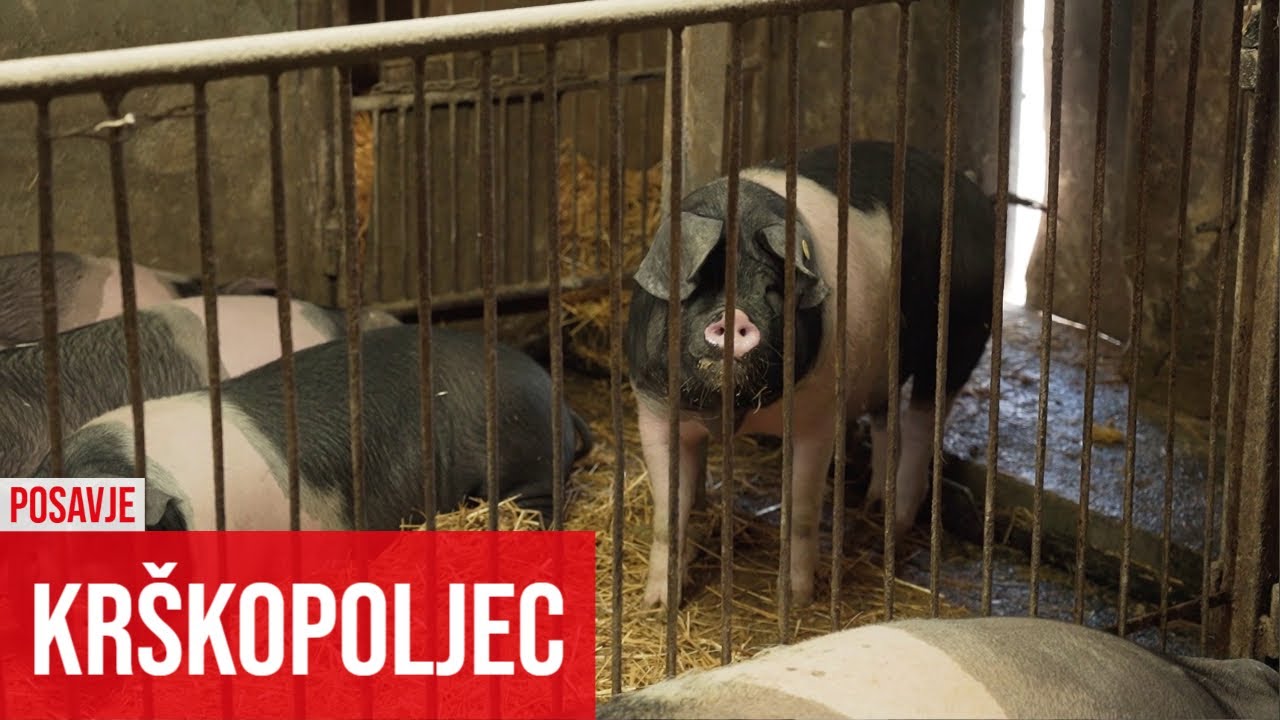 Krškopoljec - kdo, zakaj in koliko jih je v Sloveniji?