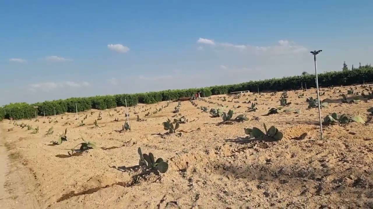 أزرع التين الشوكى هتشوف الخير منه زراعة التين الشوكى فى مزارعنا الخاصة تليفون 01007305821
