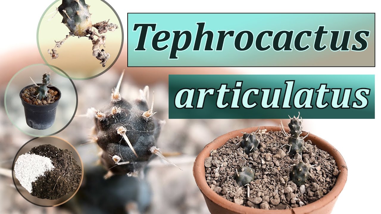 Tephrocactus articulatus (var. papyracanthus) 🌵| TRASPLANTE Y CUIDADOS | Biología y hábitat