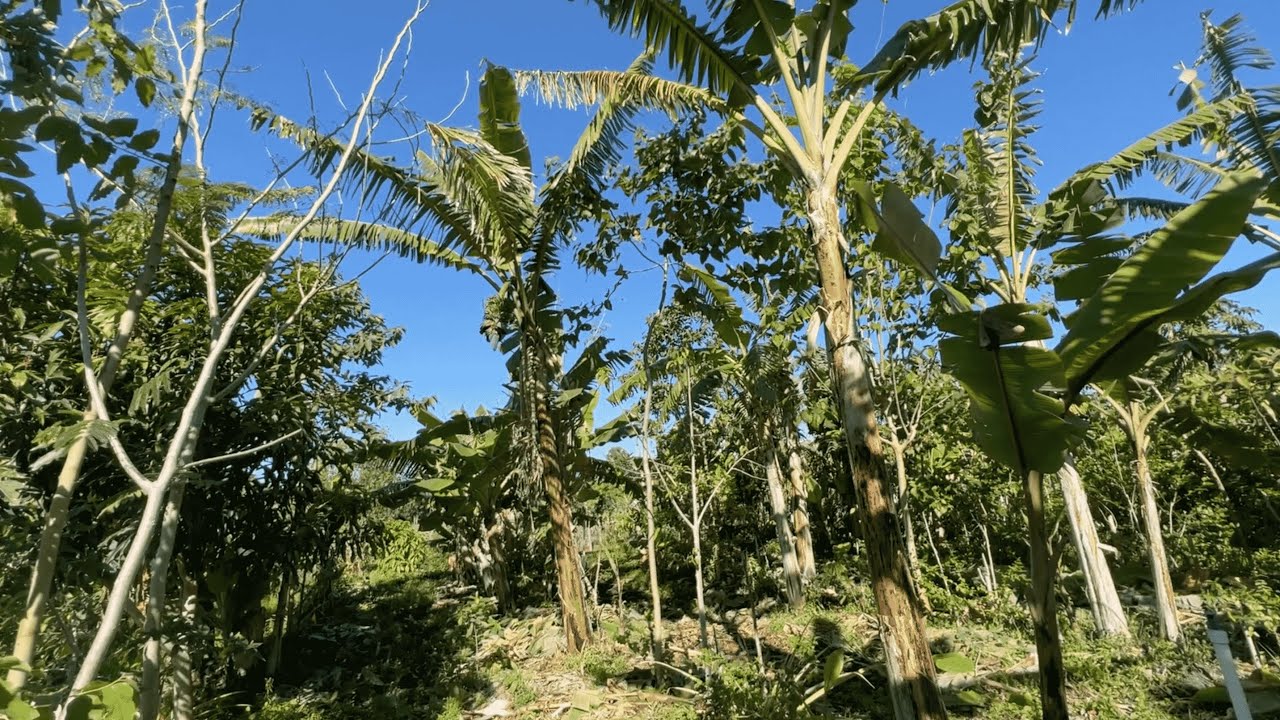 Spring Banana Management (Agroforestry)