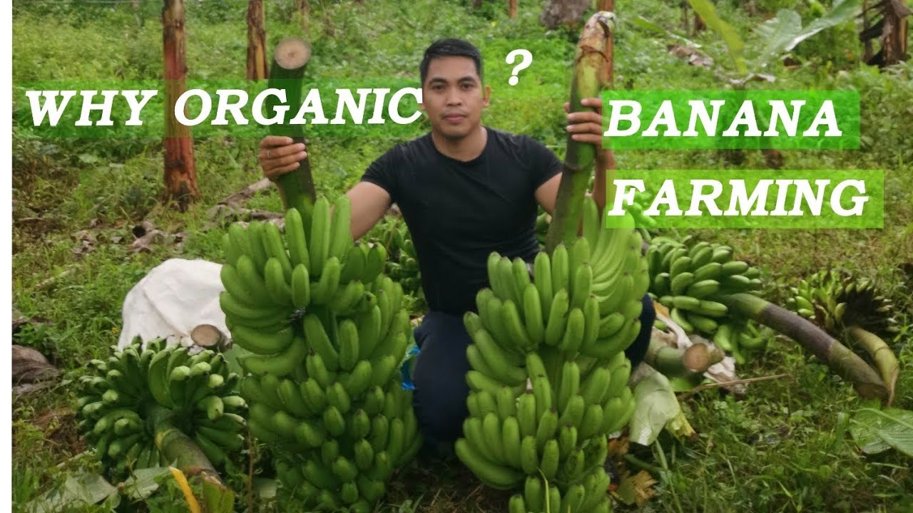 ORGANIC BANANA FARMING TIPS & SHARING OF IDEAS #LAKATAN FARMER