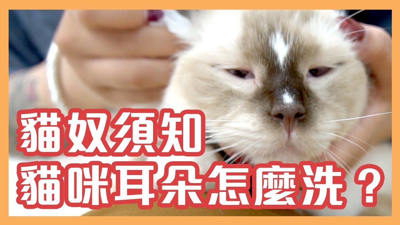 貓貓耳朵點樣洗？KitCat貓貓教學