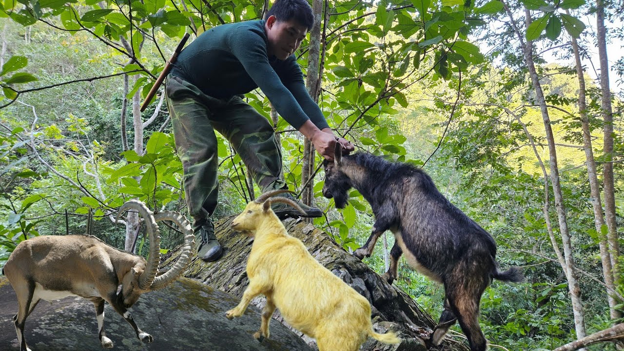 Detecting wild goats, setting traps, catching wild goats for sale, survival skills