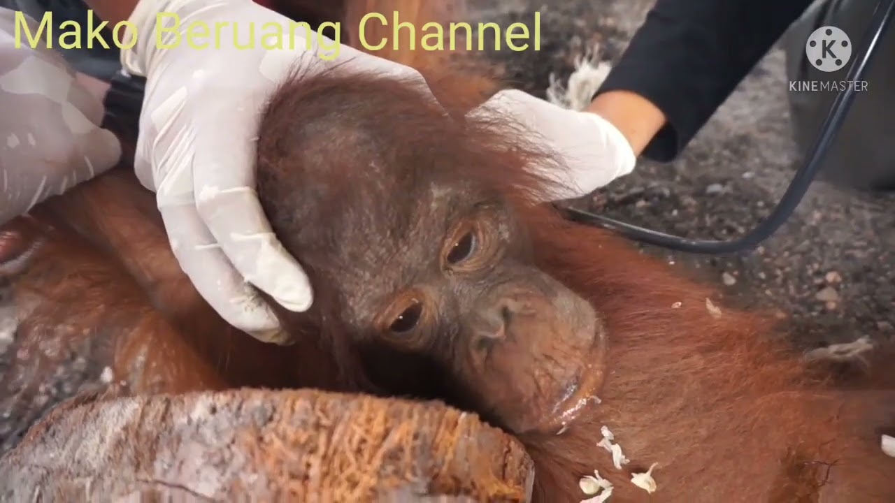 Part 2 dramatic orangutan rescue