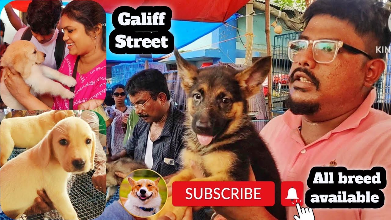 Gallif Street Pet Market Kolkata | Recent Dog Puppy Price Update | Dog Price | Galiff street kolkata