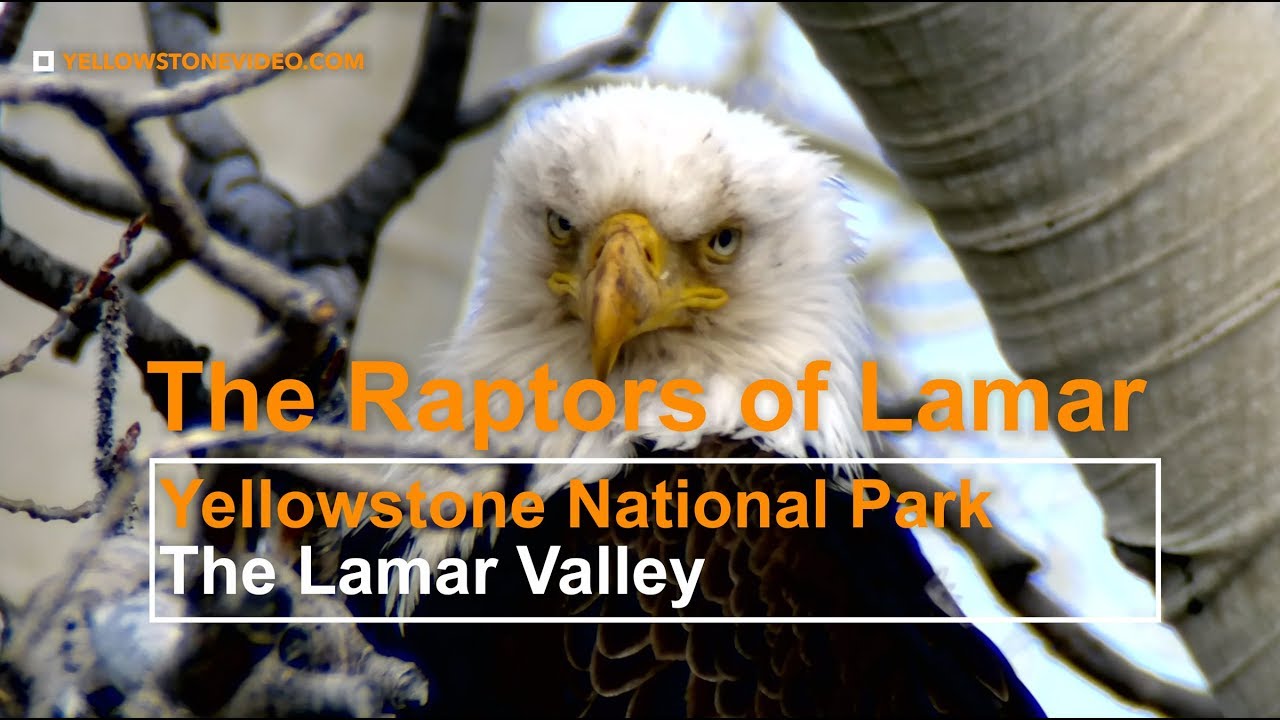 The Raptors of Yellowstone National Park's Lamar Valley