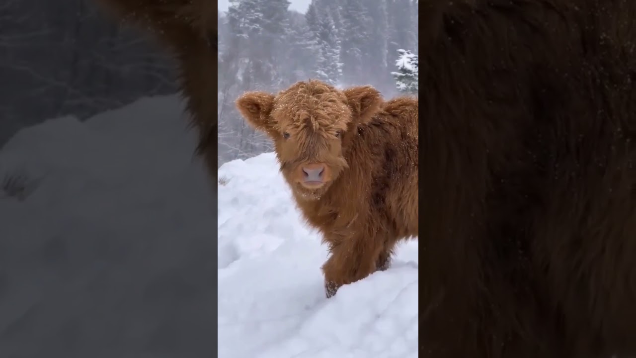 cute baby cow in Iceland#shorts