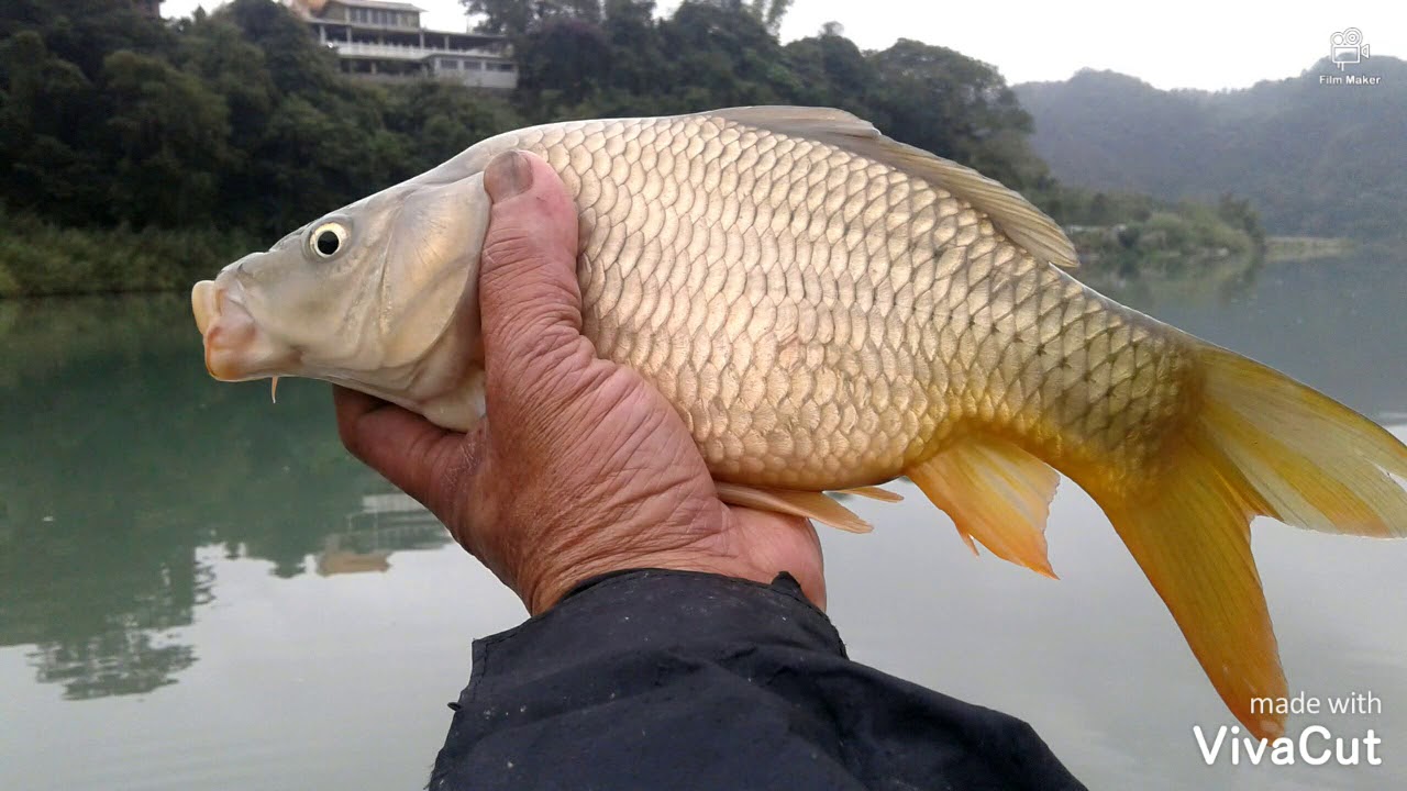 野釣&hellip;&hellip;放假就是要去釣魚。新店溪，青潭社區，鯉魚，鯽魚。