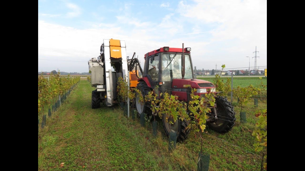 Weinlese beim Eschlböck in Traun 4. 10. 2021