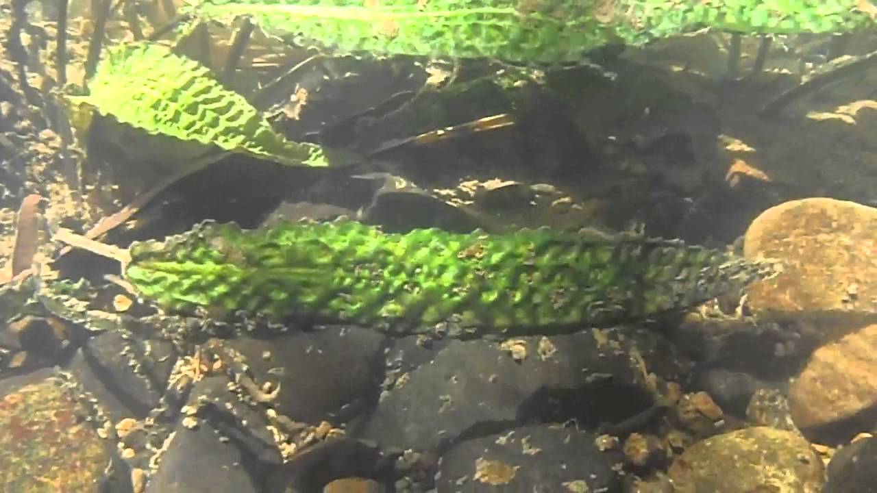 Underwater video of C. hudoroi (AM-01), 1
