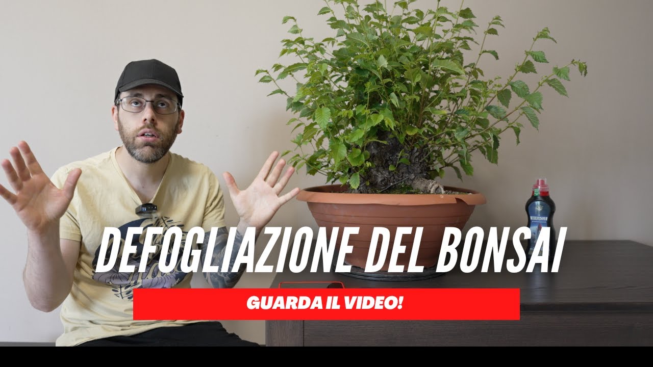 QUANDO È IL MOMENTO GIUSTO PER DEFOGLIARE IL BONSAI