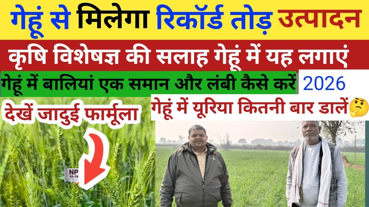 गेहूं से मिलेगा रिकॉर्ड तोड़ उत्पादन//गेहूं में यूरिया कितनी बार डालें//पैदावार बढ़ाने का फॉर्मूला