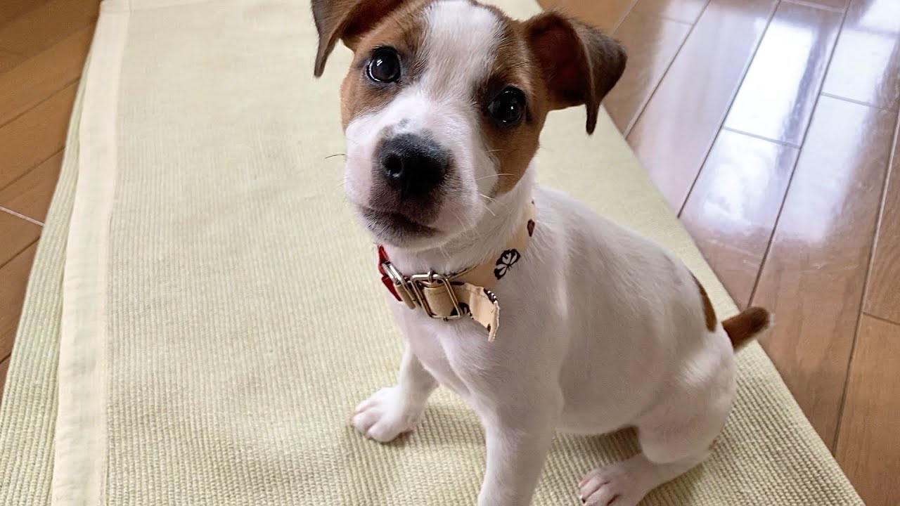 生後3か月になった子犬、一緒に暮らしてみてわかったこと　ジャックラッセルテリア【なのは】お迎え14日目