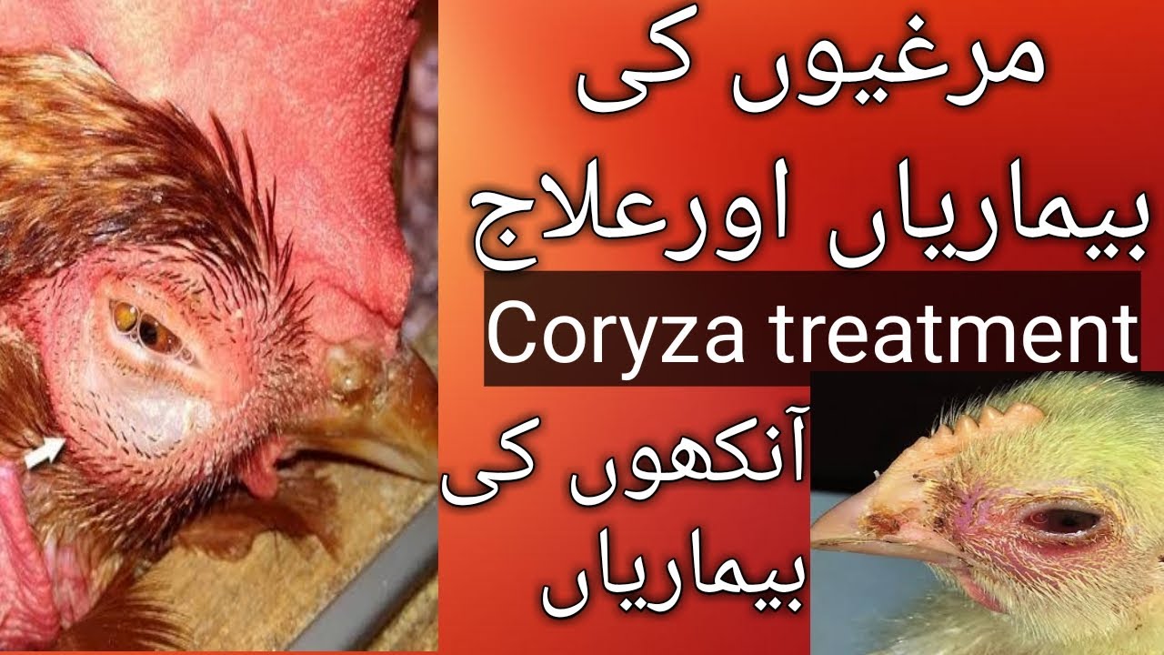 Coryza treatment in poultry | Chicken eye treatment,how to reduce mortality | chickens eye infection