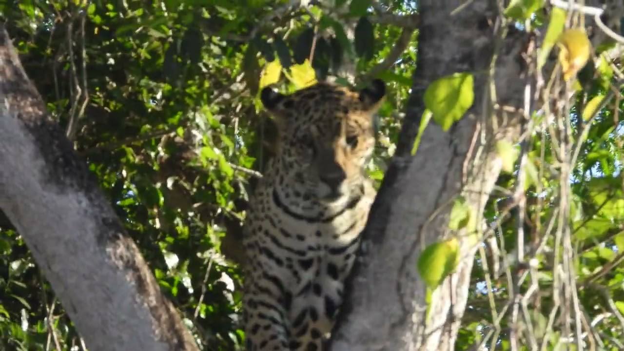 JAGUAR CLIMBING THE TREE ! ! ! INCREDIBLE ! ! ! ONÇA-PINTADA SUBINDO NA ÁRVORE !!! INCRÍVEL ! ! !