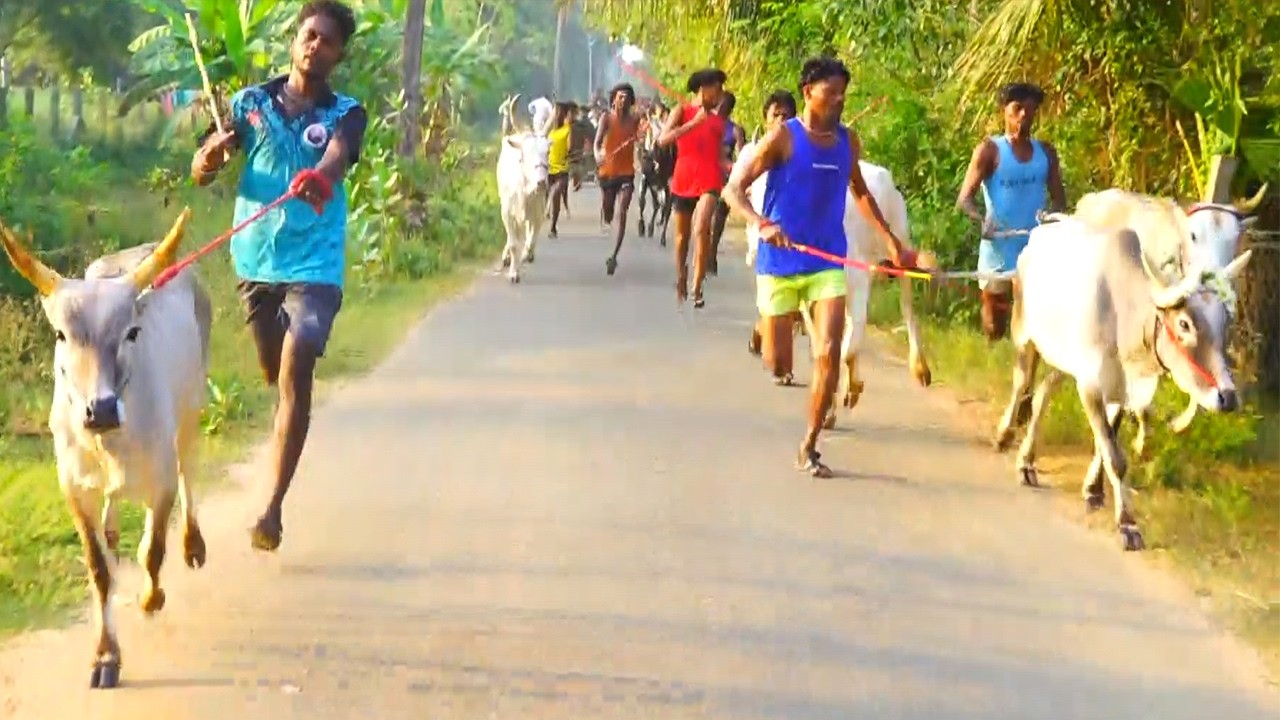 செருபலக்காடு நடுமாடு #ksk_rekla_race