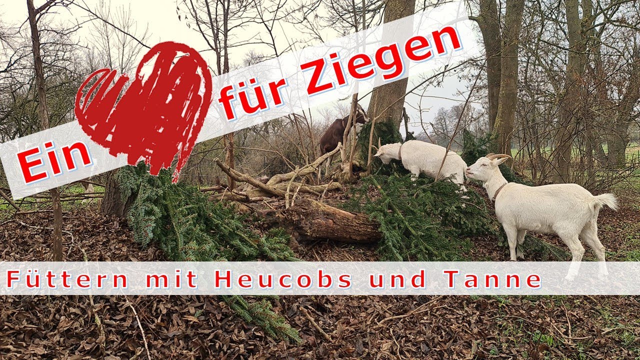 Ein Herz für Ziegen! Fütterung mit Heucobs und Tanne