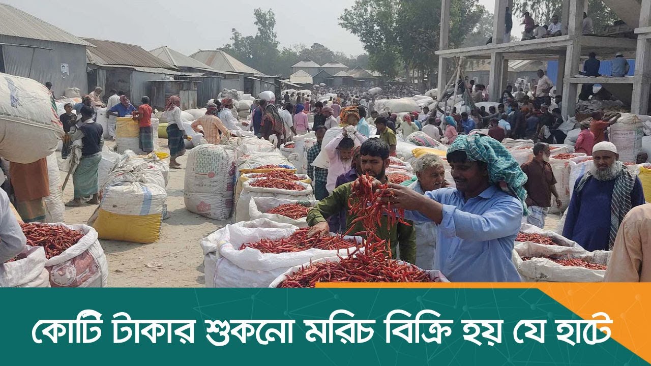 কোটি টাকার শুকনো মরিচ বিক্রি হয় যে হাটে | Gaibandha | Dhaka Post