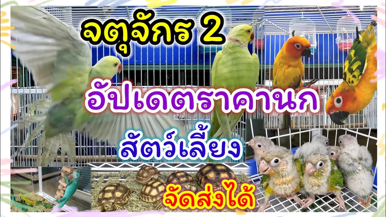 อัปเดตราคานก สัตว์เลี้ยง จตุจักร มีนบุรี จัดส่งได้ทุกจังหวัด ร้านไอซ์
