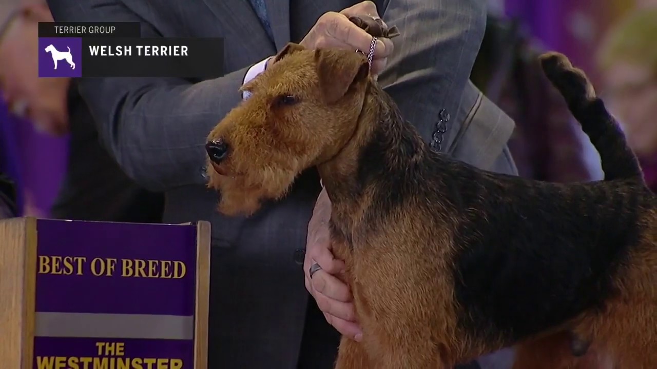 Welsh Terriers | Breed Judging 2019