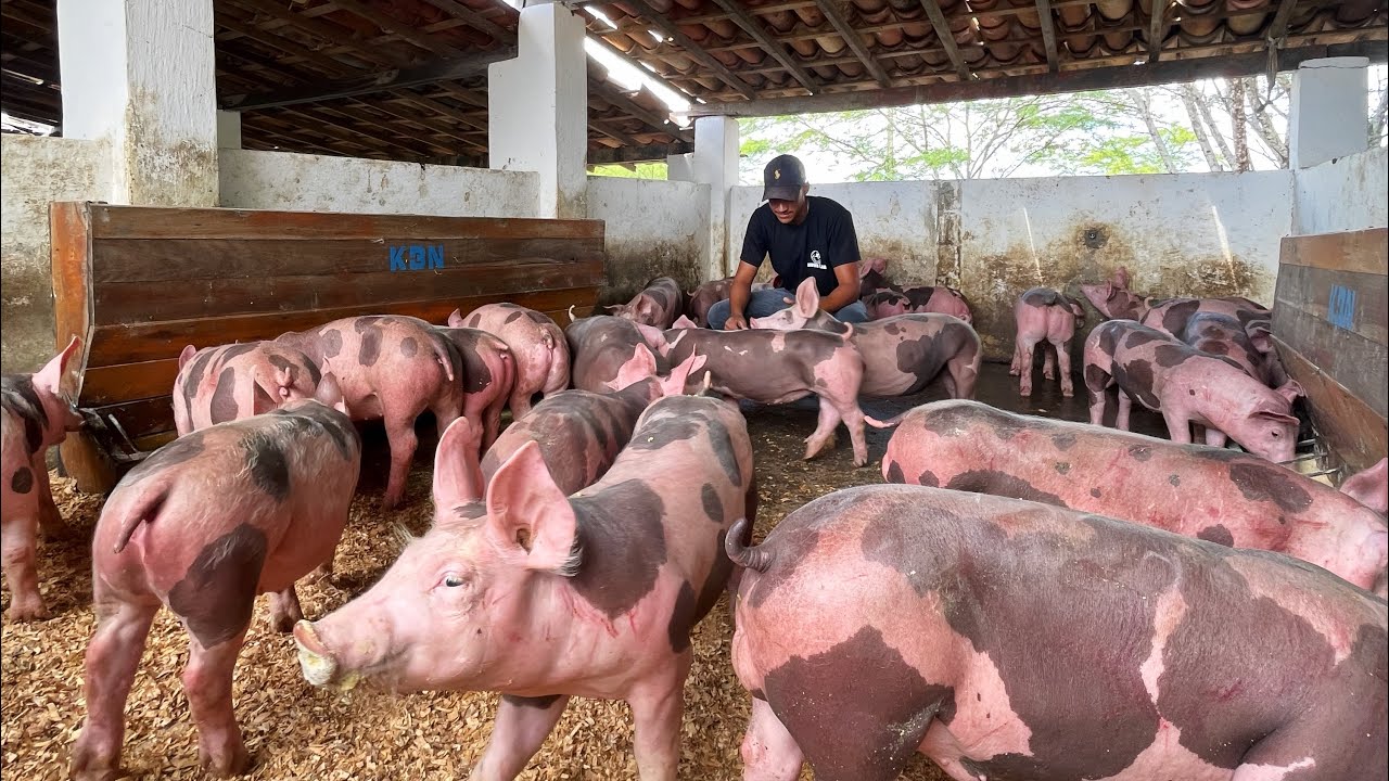 EXCLUSIVO SUÍNOS PIETRAIN P.O DISPONÍVEIS ➕ DIA NA GRANJA