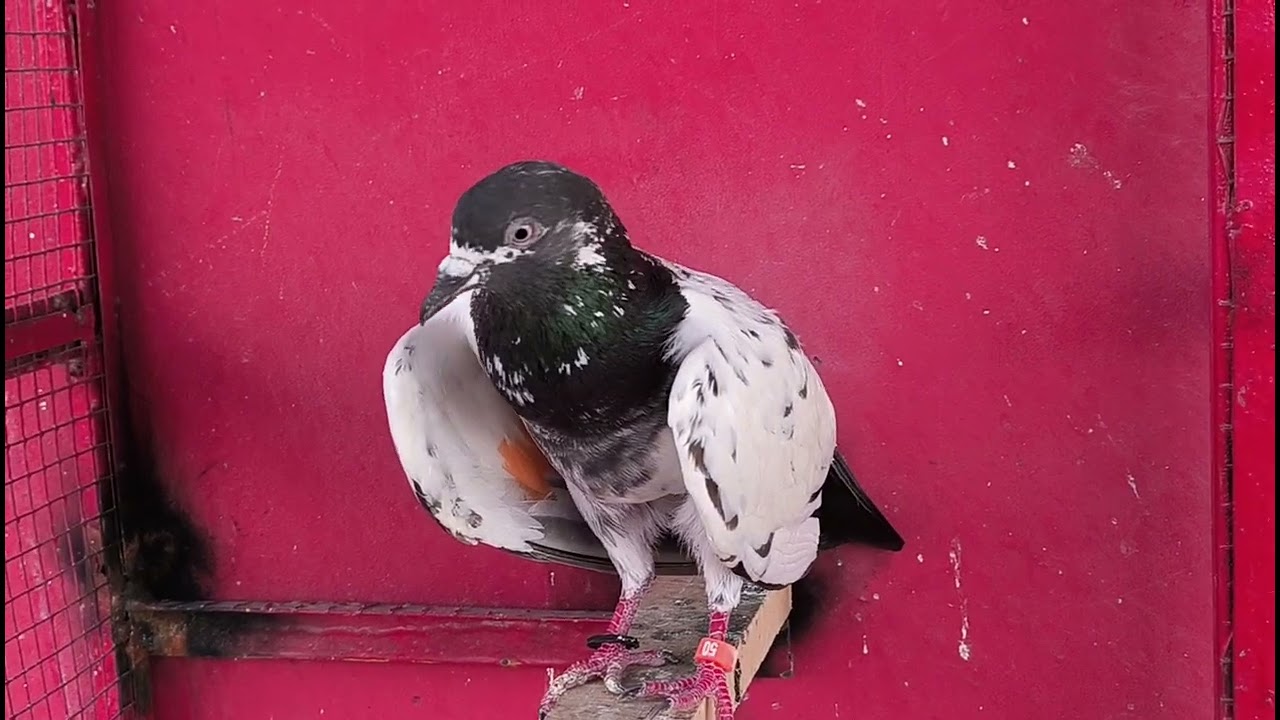 2no Zeray Aaj Ni Aye Sath End Howa Kabootar Parka | Hashim Mahmood Pigeons