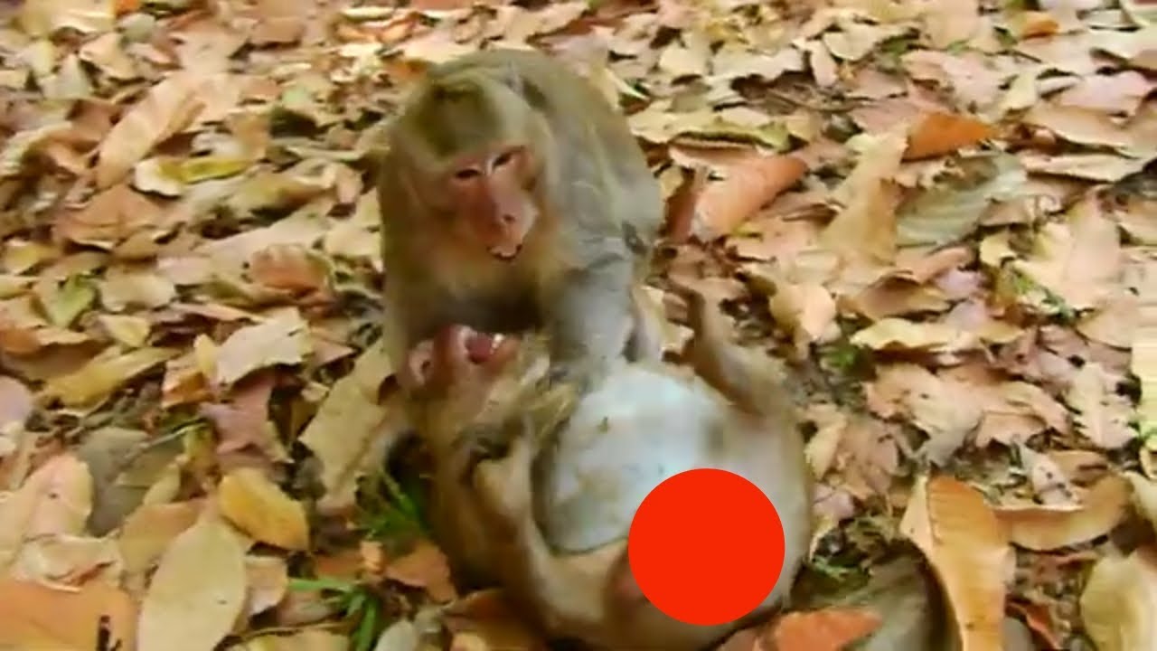 Why King Skippy do like this with Sweet Pea, Monkey Sweet Pea and Skippy monkey, Monkey Sweet Pea