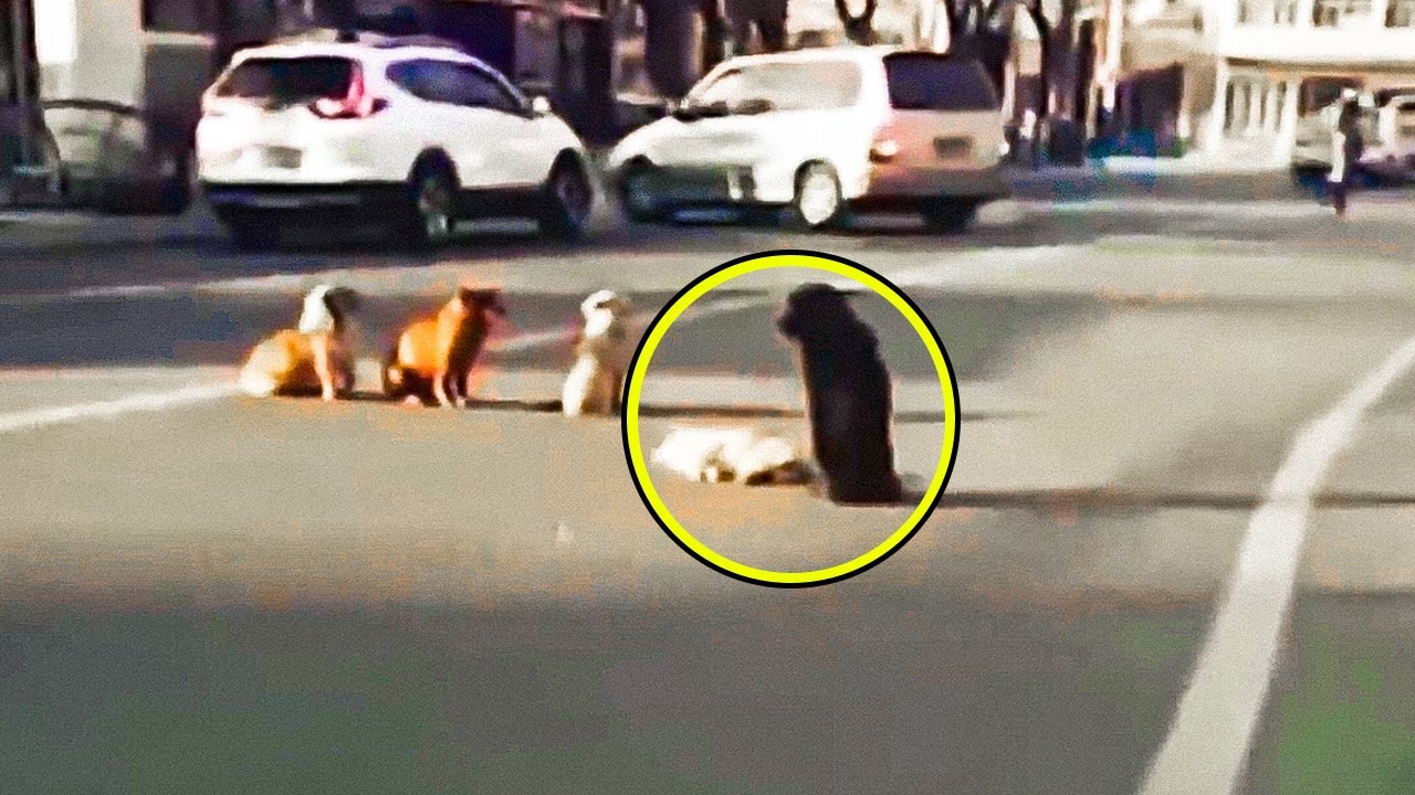 4 Dogs Suddenly Block Traffic. Seconds Later, Everyone Sees What They&rsquo;re Protecting and Gasps