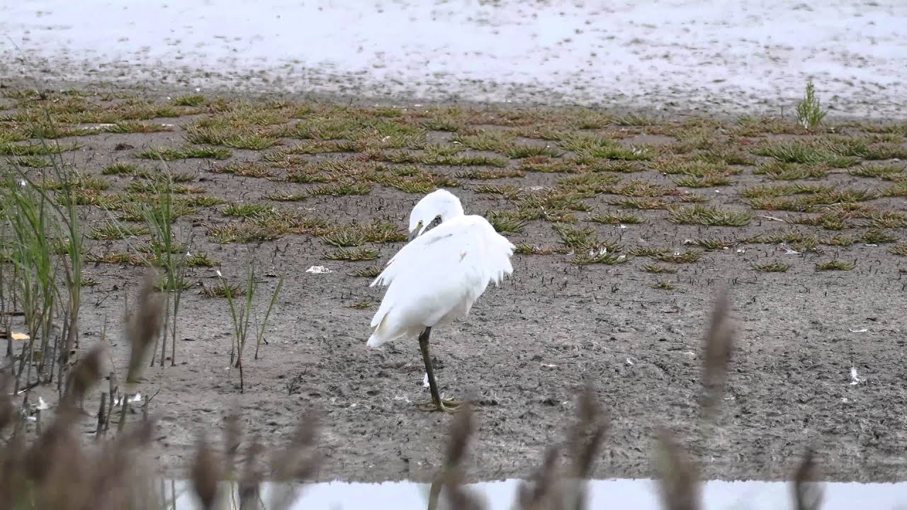 Far Ings & Killingholme Haven