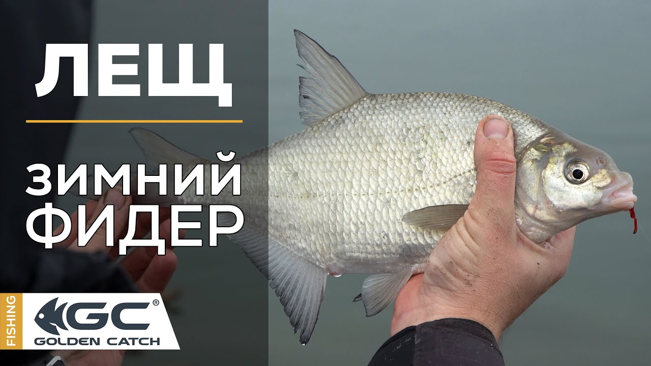 Как ловить леща  Зимний фидер.