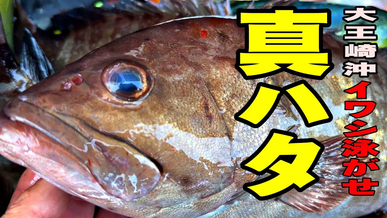《愛知・荒ます釣船》【一撃大物】大王崎沖で“幻の大型マハタ”を追う｜イワシ泳がせ2025 1 18