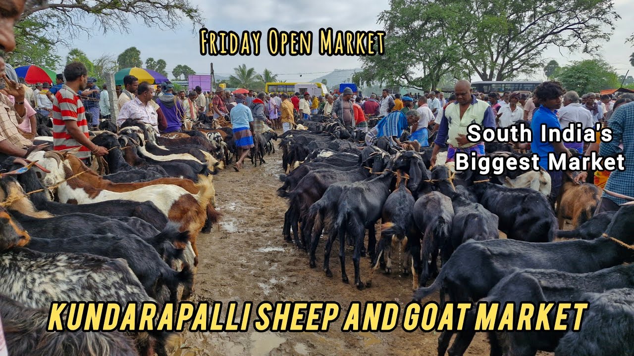 Kundarapalli Sheep And Goat Market | Friday Open Market Full Detail Video