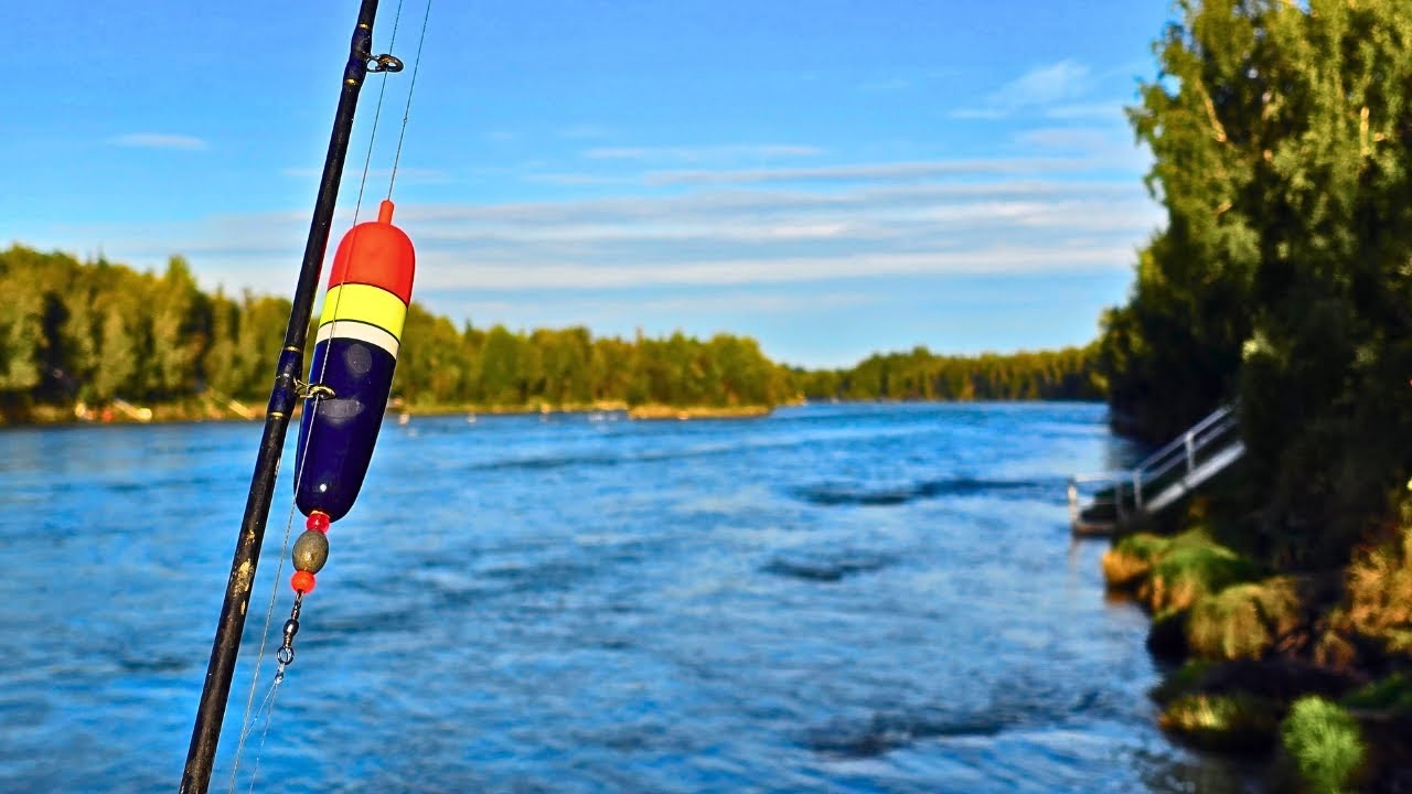 Back To Back SALMON Off The Bank | HUGE River, Big Salmon & Bobber Down