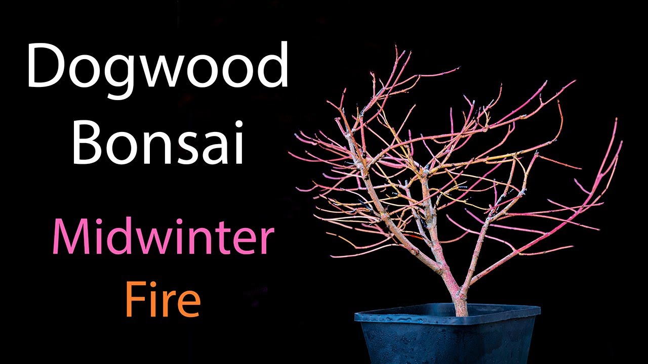 Cornus sanguinea for amazing winter colour