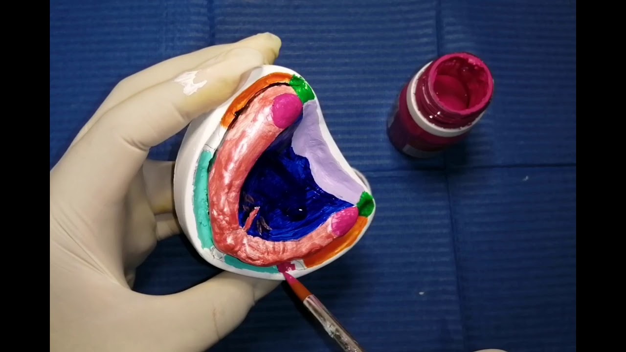 Zonas anatómicas y protesicas en paciente edentulo