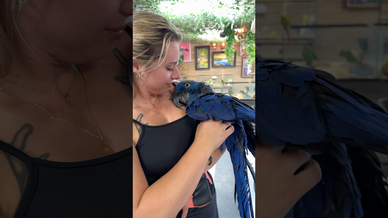 This baby Hyacinth Macaw loves cuddles 🦜 