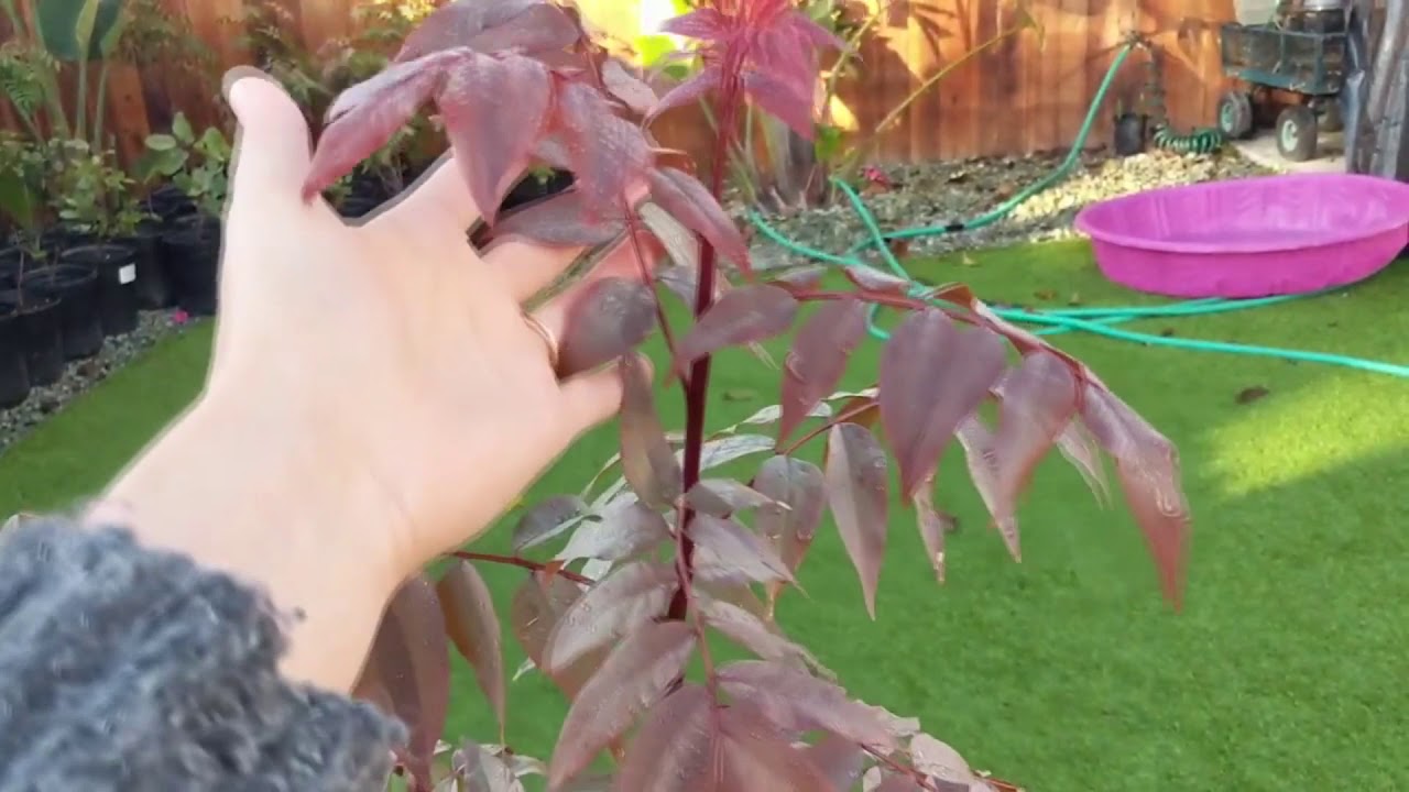 Pistachio Plant Growing Tips - How to grow Pistachio -  bonsaiplantsnursery.com/