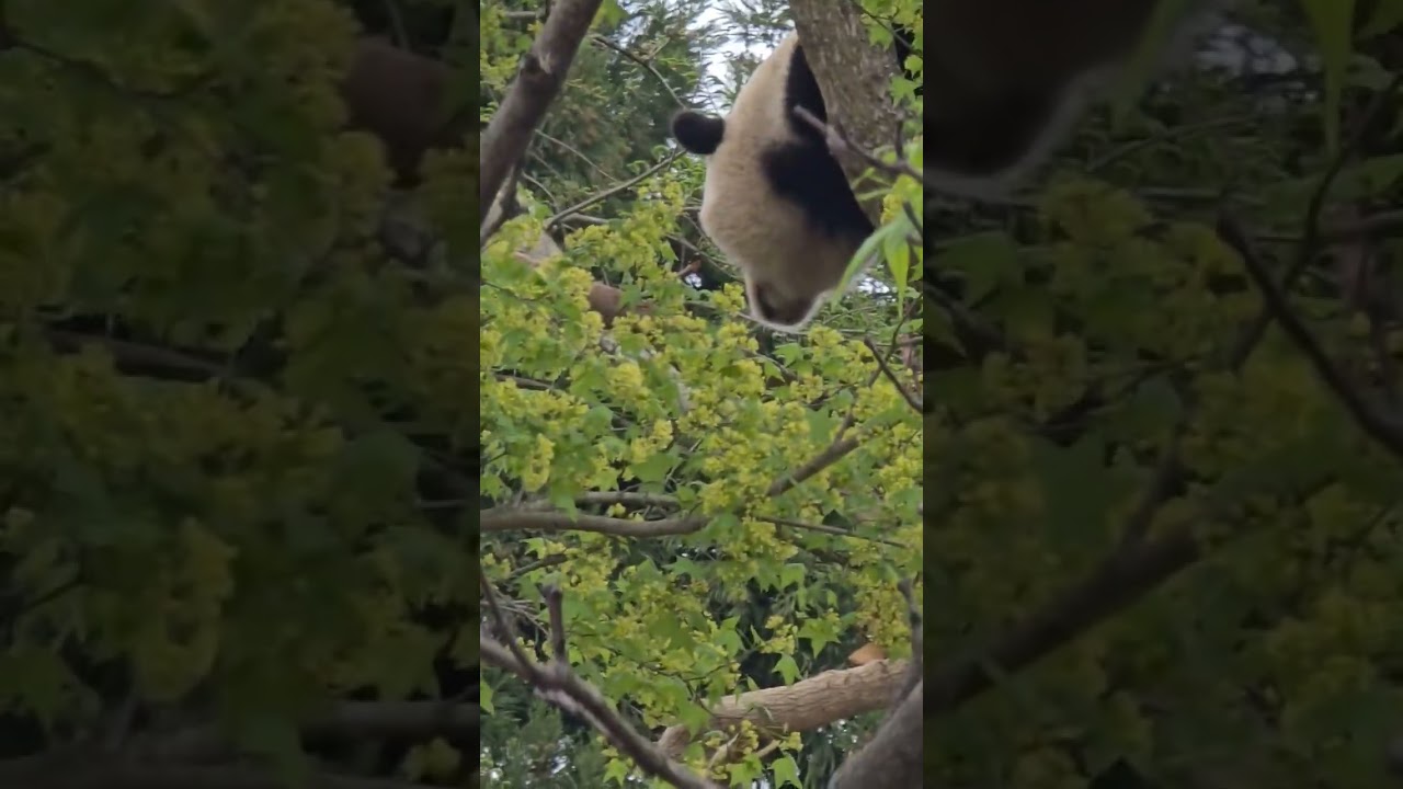 Giant Panda Playing at Smithsonian's National Zoo _ Washington DC