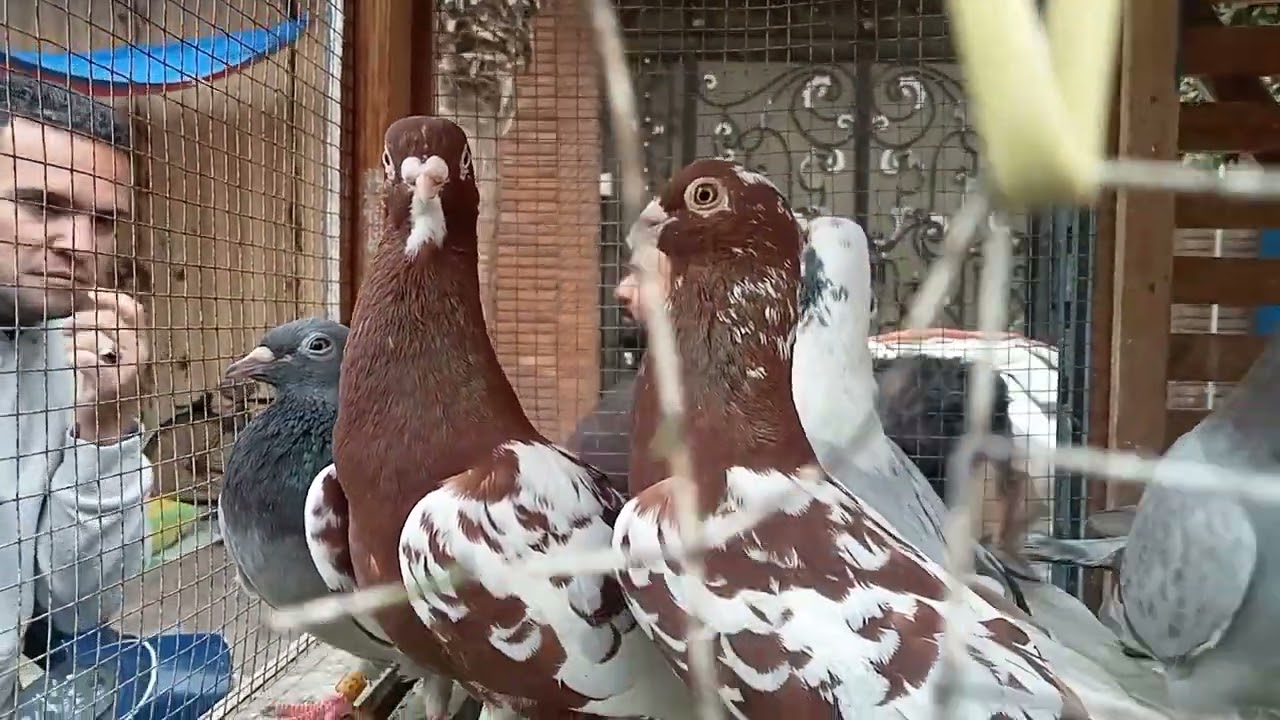 ينهار ابيض علي سوق المحله الكبرى مش هتصدق 😱 #النجار_فوق 