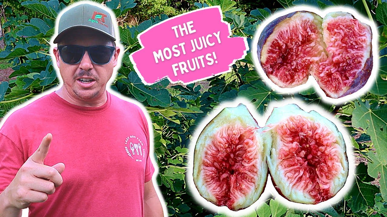 THE BEST FRUIT YOU'VE NEVER HAD!