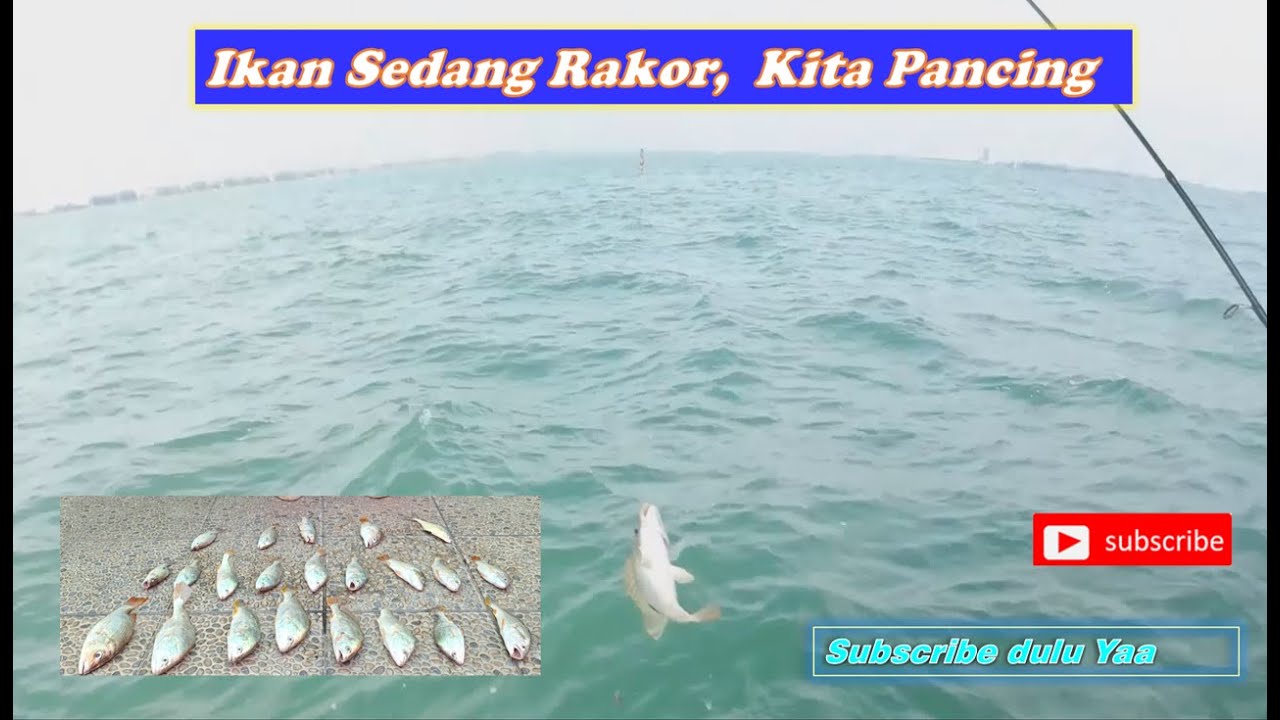 Panen Ikan Tomi dan Silver di laut semarang Eps 28