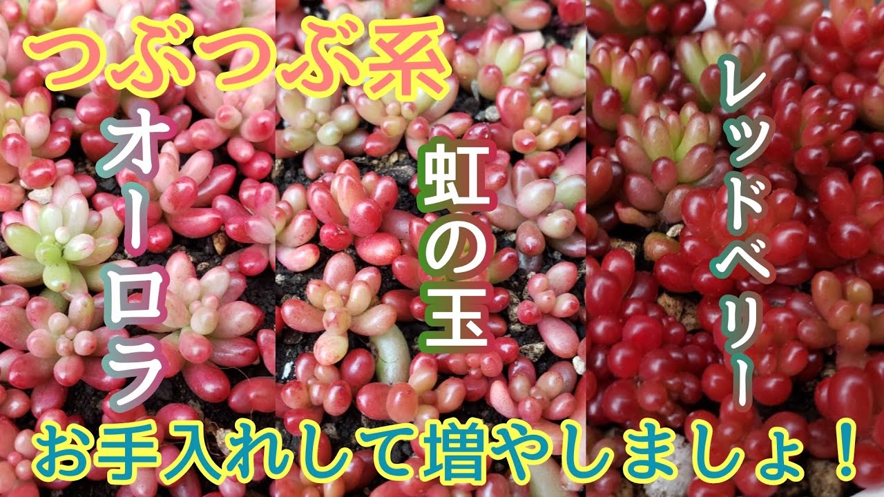 【多肉植物・セダム】先端だけ残っている状態から、カットして増やしていきます！