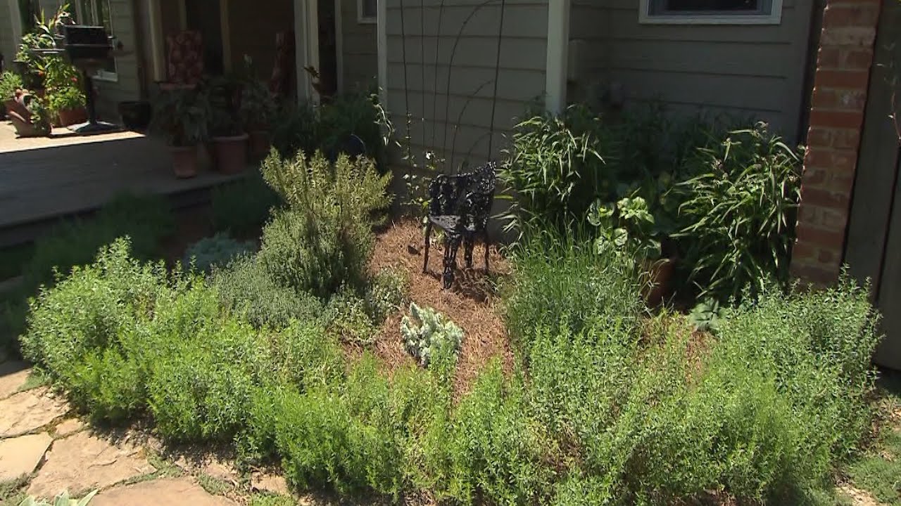 Landscaping with Herbs | Volunteer Gardener