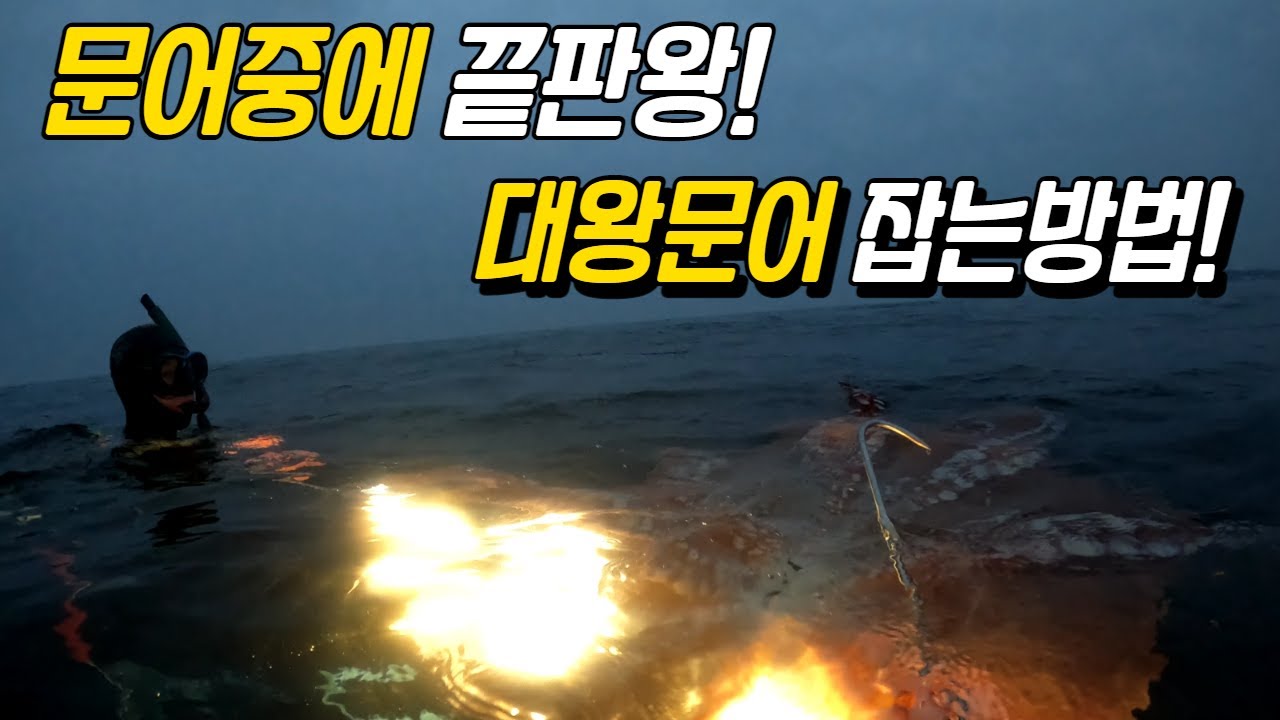 크라켄급 대왕문어 잡는방법! 동해 피문어 대문어 양박사 스킨해루질 Giant Octopus Kraken