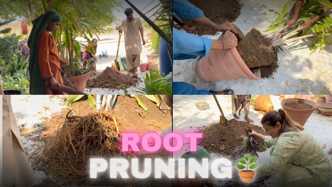 Root pruning |meri kahani| zanjabeel asim vlogs