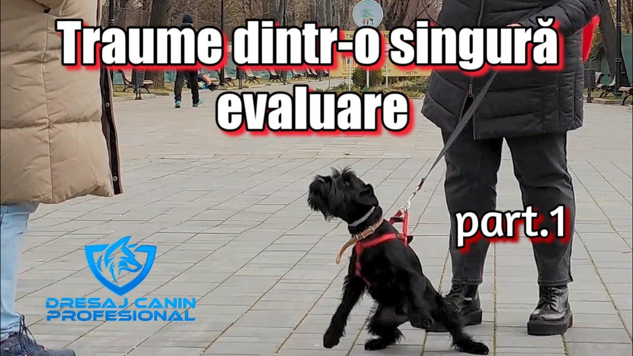 Schnautzer traumatizat într-o singură întrevedere cu un ”dresor”. Evaluarea comportamentală. PART.1